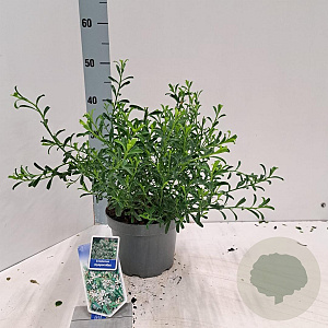 Eriostemon myoporoides 30-40 cm 3,0L