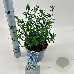 Eriostemon myoporoides 30-40 cm 3,0L