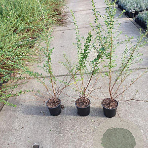 Escallonia 'Donard Seedling' 40-60 cm C1.3