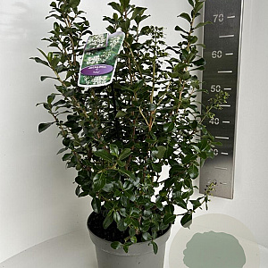 Escallonia 'Iveyi' 50-60 cm 5,0L