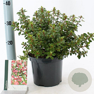 Escallonia 'Red Dream' 30-40 cm 3,0L