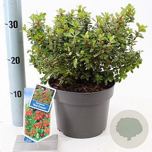 Escallonia 'Red Dream' 30-40 cm 3,0L