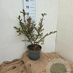 Euonymus alatus 40-60 cm 7,5L