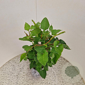 Fallopia baldschuanica 70-80 cm 2,5L