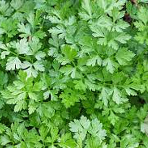 Petroselinum crispum GM P13