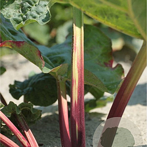 Rheum rhabarbarum GM P13