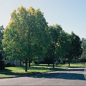Fraxinus mandshurica 10-12 HO draadkluit