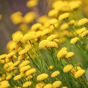 Santolina rosmarinifolia GM P13