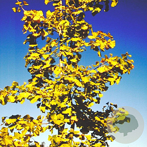 Ginkgo biloba 6-8 HO draadkluit