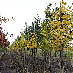 Ginkgo biloba 8-10 HO draadkluit