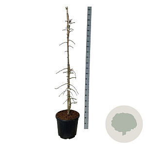 Ginkgo biloba 'China Pendula' 150-175 cm 30L extra