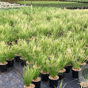 Stipa tenuissima 'Ponytails' 30-40 cm 2,5L