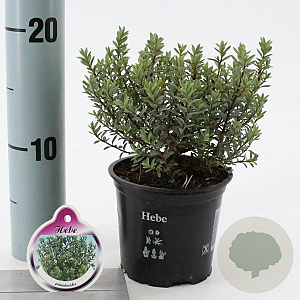 Hebe pimeleoides 10-15 cm C1