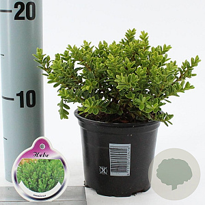 Hebe vernicosa 10-15 cm C1