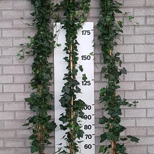 Hedera hibernica 250-300 cm 15L 8-12 tak