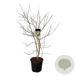Heptacodium miconioides 125-150 cm 30L extra