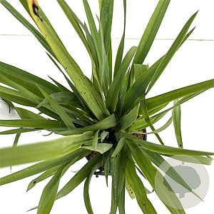 Yucca filamentosa 30-40 cm 2,5L