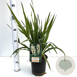 Yucca filamentosa 30-40 cm 2,5L
