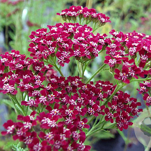 Achillea millefolium 'Casis' GM P13