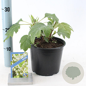 Hydrangea quercifolia 25-30 cm 3,0L