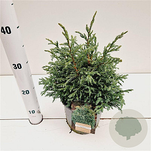 Chamaecyparis p. 'Baby Blue' 20-30 cm 2,5L