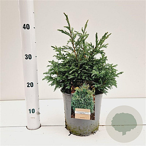 Chamaecyparis p. 'Baby Blue' 20-30 cm 2,5L