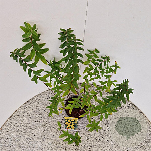 Hypericum 'Hidcote' 40-50 cm 2,5L