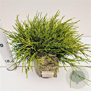 Chamaecyparis p. 'Sungold' 20-30 cm 2,5L