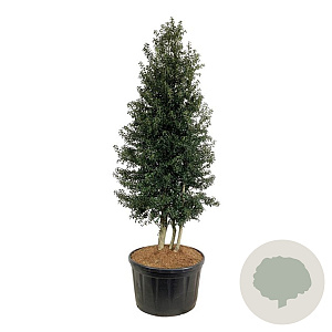 Ilex aquipernyi Dragon Lady 300-350 cm cont. 285L pir. op stam