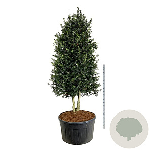Ilex aquipernyi Dragon Lady 300-350 cm cont. 500L Pir. op stam