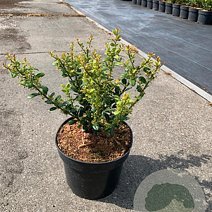 Ilex crenata 'Caroline Upright' 20-25 cm 2,0L