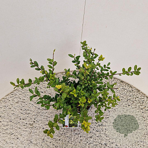 Ilex crenata 'Caroline Upright' 35 cm 2,5L