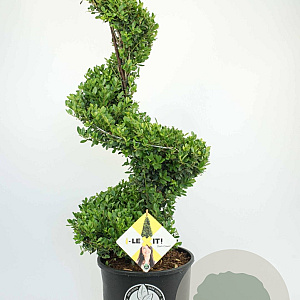 Ilex crenata Dark Green 90-100 cm 12L spiraal