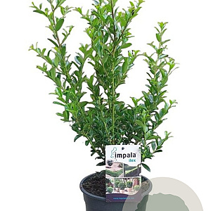 Ilex maximowicziana kanehirae 30-40 cm 2,5L