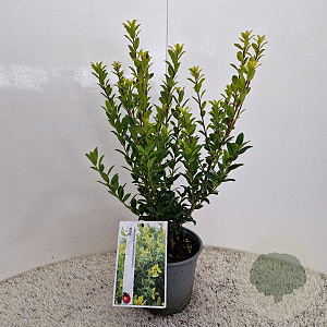 Ilex maximowicziana kanehirae 30-40 cm 2,5L