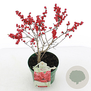 Ilex verticillata 30-35 cm 2,0L