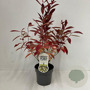 Itea virginica 'Henry's Garnet' 25-30 cm 2,0L