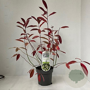 Itea virginica 'Henry's Garnet' 25-30 cm 2,0L