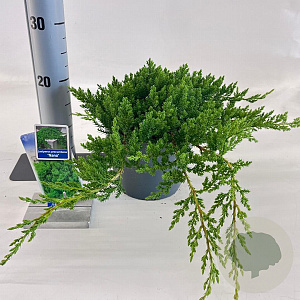 Juniperus procumbens 'Nana' 20-25 cm 3,0L