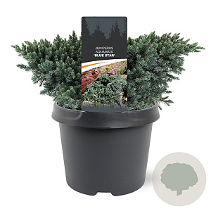 Juniperus squamata 'Blue Star' 20-25 cm 3,0L