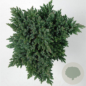 Juniperus squamata 'Blue Star' 25-30 cm 5,0L