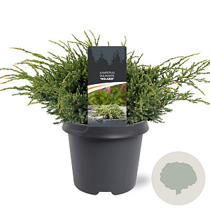 Juniperus squamata 'Holger' 30-40 cm 5,0L