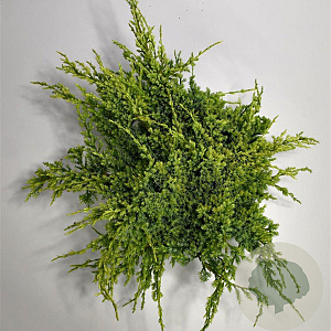 Juniperus squamata 'Holger' 40-50 cm 5,0L