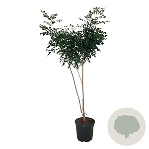 Koelreuteria paniculata 175-200 cm 30L extra