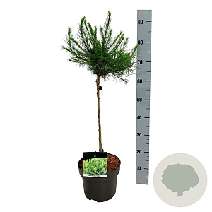 Larix decidua 'Globus' 40 cm stam 5,0L
