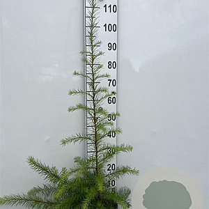 Larix kaempferi 80-100 cm 2,0L