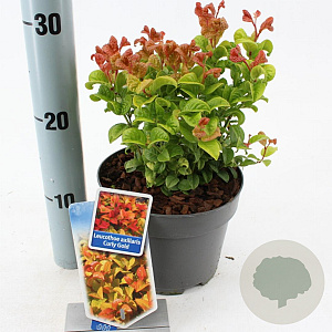 Leucothoe axillaris Curly Gold 20-25 cm 2,0L