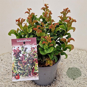 Leucothoe axillaris 'Curly Red' 20-25 cm 2,5L