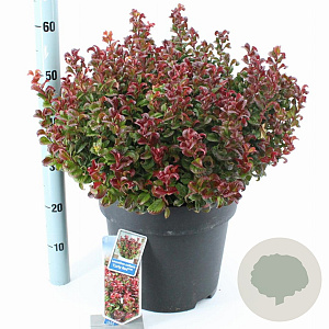 Leucothoe axillaris 'Curly Red' 40-50 cm 15L