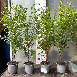Ligustrum ovalifolium 60-80 cm 2,0L